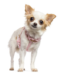 Chihuahua, 1 year old, wearing pink harness