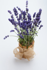 Lavender  isolated on white background