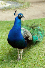 beautiful peacock