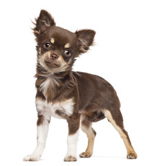 Chihuahua looking at camera against white background