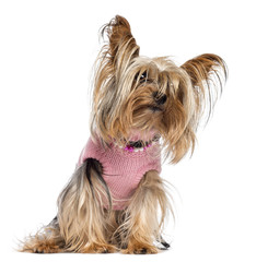 Yorkshire terrier sitting, dressed and looking away