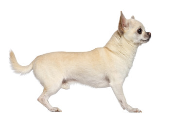 Side view of Chihuahua, 5 years old, standing and looking away