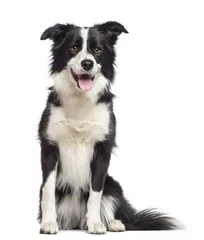 Abwaschbare Fototapete Hund Border Collie, 1,5 Jahre alt, sitzend und wegschauend