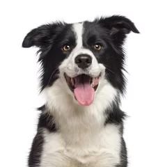 Fotobehang Hond Close-up van Border Collie, 1,5 jaar oud, kijkend naar de camera
