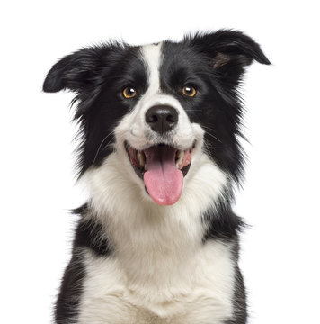 Fototapeta Close-up of Border Collie, 1.5 years old, looking at camera