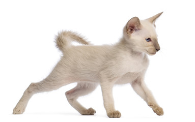 Oriental Shorthair kitten, 9 weeks old, walking