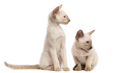 Two Oriental Shorthair kittens, 9 weeks old, sitting