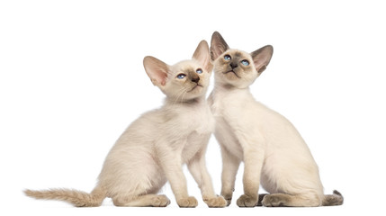 Two Oriental Shorthair kittens sitting and looking up
