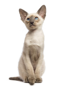 Oriental Shorthair kitten, 9 weeks old, looking up