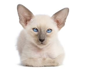 Oriental Shorthair kitten, 9 weeks old, lying and looking