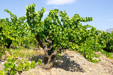 Fototapeta na wymiar Stare wina z południa Francji