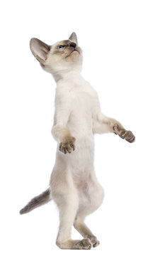 Oriental Shorthair kitten, 9 weeks old, standing on hind legs