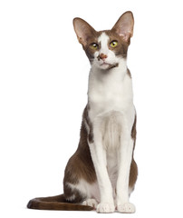 Oriental Shorthair sitting and looking away