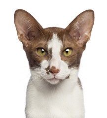 Close-up of an Oriental Shorthair looking at camera