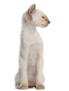 Oriental Shorthair kitten, 9 weeks old, sitting and looking away