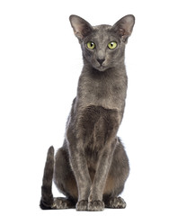 Oriental Shorthair sitting and looking away