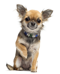 Chihuahua sitting and looking at camera against white background