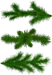set of Christmas green fir-tree branches