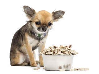 Guilty Chihuahua sitting next to bowl of food
