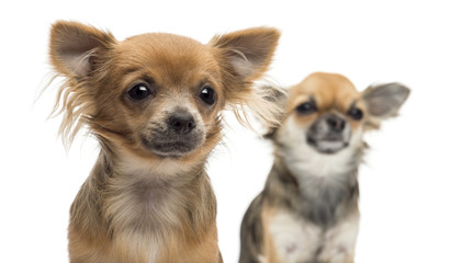 Close-up of two Chihuahuas looking away against white background