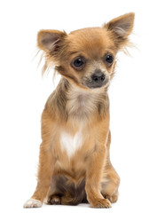 Chihuahua sitting and looking away against white background