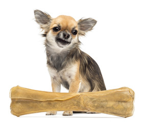 Chihuahua sitting behind knuckle bone against white background