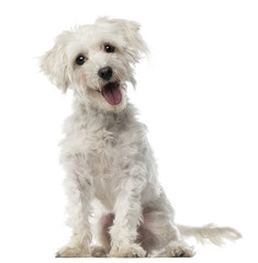 Maltese dog, 3 years old, sitting