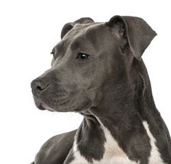 Fototapeta premium Close-up of an American Staffordshire Terrier puppy