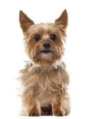 Yorkshire Terrier, 9 years old, sitting and looking at camera