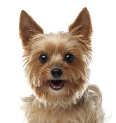 Close-up of Yorkshire Terrier, 9 years old, looking at camera