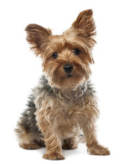 Yorkshire Terrier, 2.5 years old, sitting and looking at camera