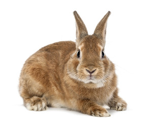 Rabbit lying and looking at camera against white background