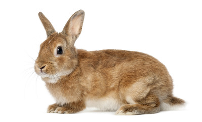 Fototapeta premium Rabbit lying against white background