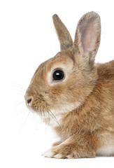 Rabbit lying against white background