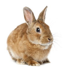 Rabbit lying against white background