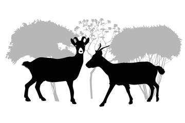 Goat kids animals isolated white background vector
