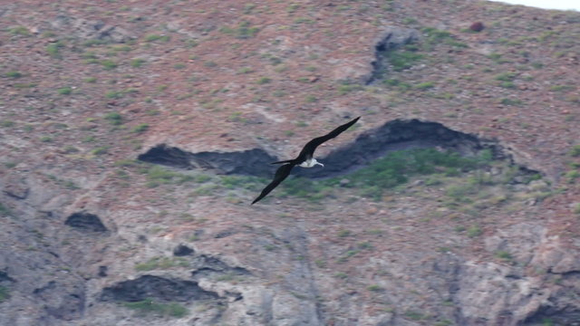 Low Angle Shot of a Frigate Seabird Gliding on Open Wings