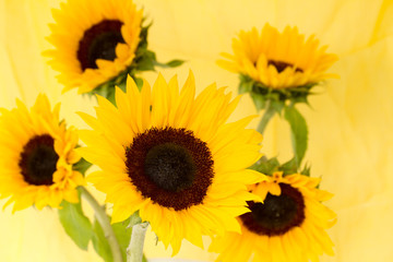Obraz premium Słonecznik (Helianthus annuus)