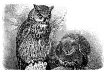 Eule - Chouette - Hibou - Owls © Erica Guilane-Nachez