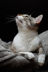 gatinho lindo