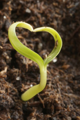 heart shape plant