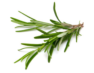 Fototapeta premium rosemary