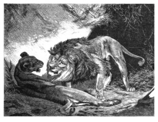Pair : Lion & Lioness