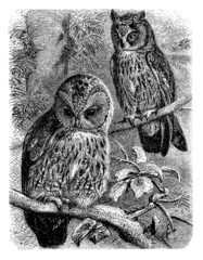 Hibou - Owl - Eule © Erica Guilane-Nachez