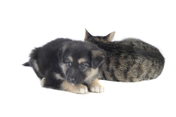 cat and dog