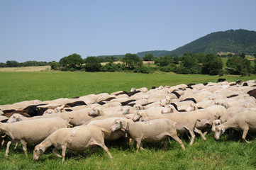brebis noires et blanches