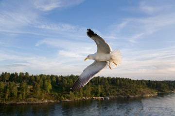 Fototapeta na wymiar Sea Gull