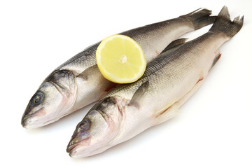 sea bass 