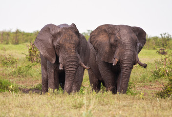Fototapeta na wymiar Two elephant having a mud bath splash