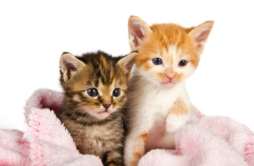 Fototapeta na wymiar Dwa kociaki owinięte w różowy kocyk